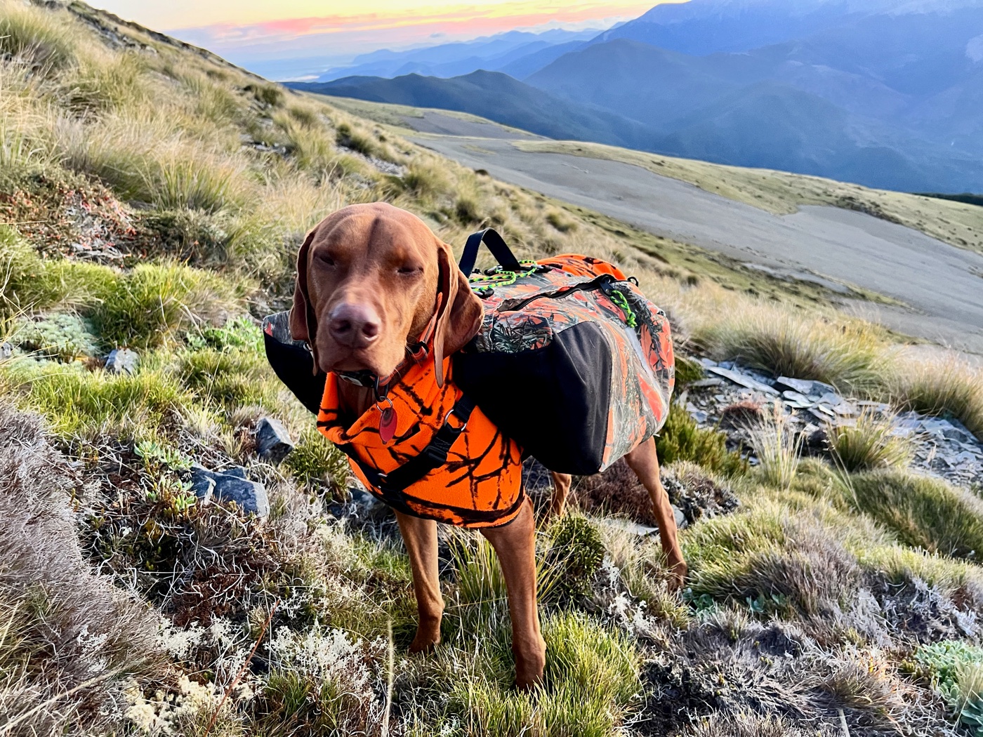 A Hungarian Vizsla in a blaze orange pack standing on a tussock face at sunrise, ranges behind him.