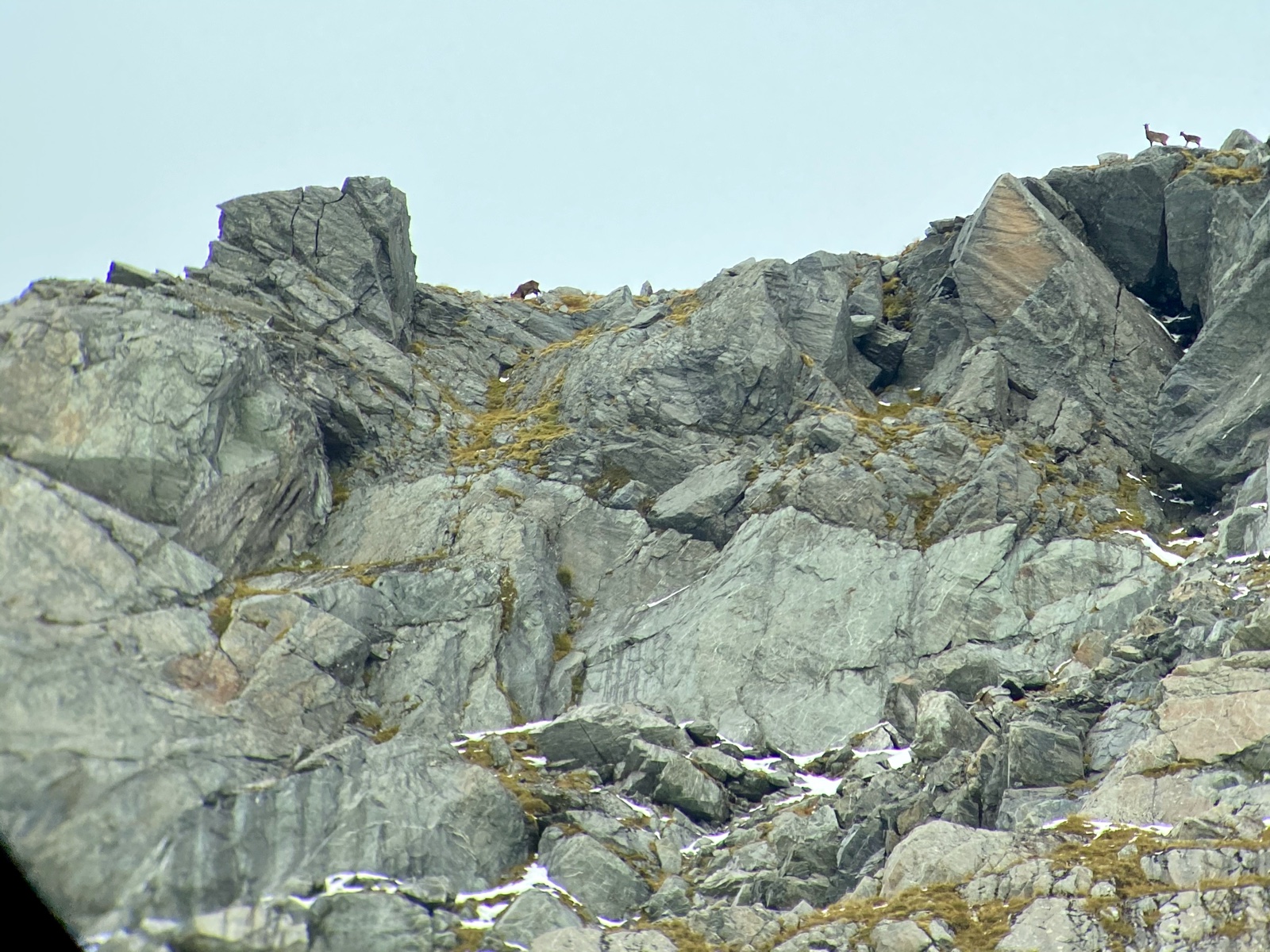 A steep grey bluff face photographed from across a valley, with three tahr on it — two on the skyline and one bedded in the rocks below.